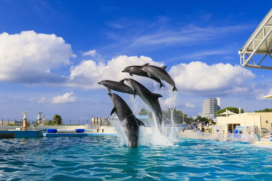 Naha: North Okinawa Sightseeing Tour & Churaumi Aquarium - Cape Manzamo: elephant rock and that classic Okinawa cliff view