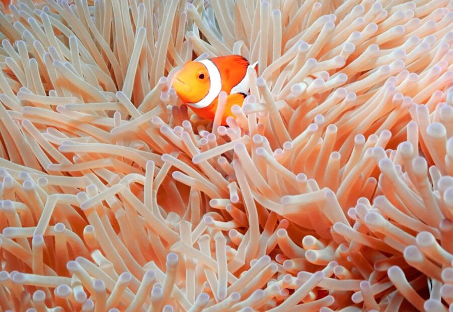 Naha, Okinawa: Kerama Islands Full-Day Intro-Diving Trip - Price and value: $70 for equipment, guidance, lunch, and photos