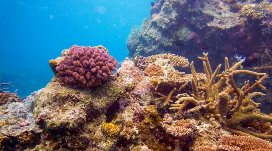 Naha, Okinawa: Kerama Islands Full-Day Intro-Diving Trip - Safety and health checks are not optional here