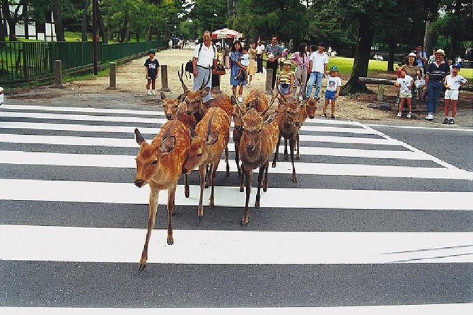 Nara Afternoon Tour from Kyoto or Osaka - Why an afternoon Nara trip is a smart add-on from Kyoto