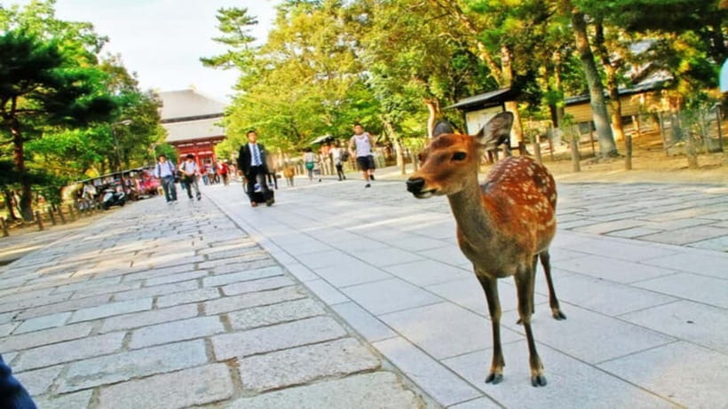 Nara attractive tour with local guide (4hours) - Key things that make this tour work
