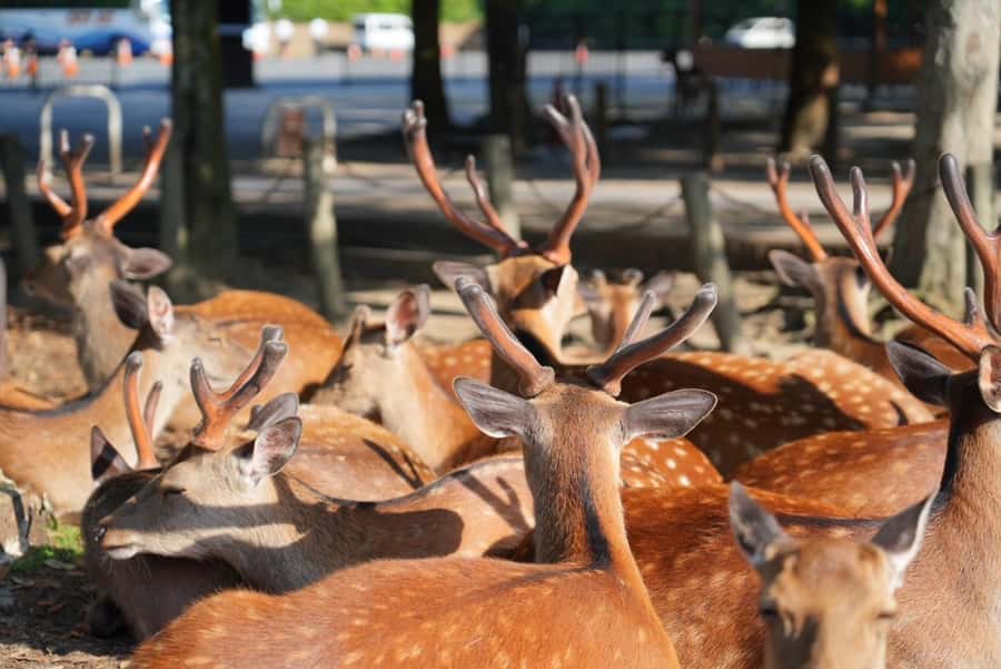 Nara Early Bird Tour (Kyoto Departure Option Available) - Kofuku-ji: Starting Nara with temple grandeur