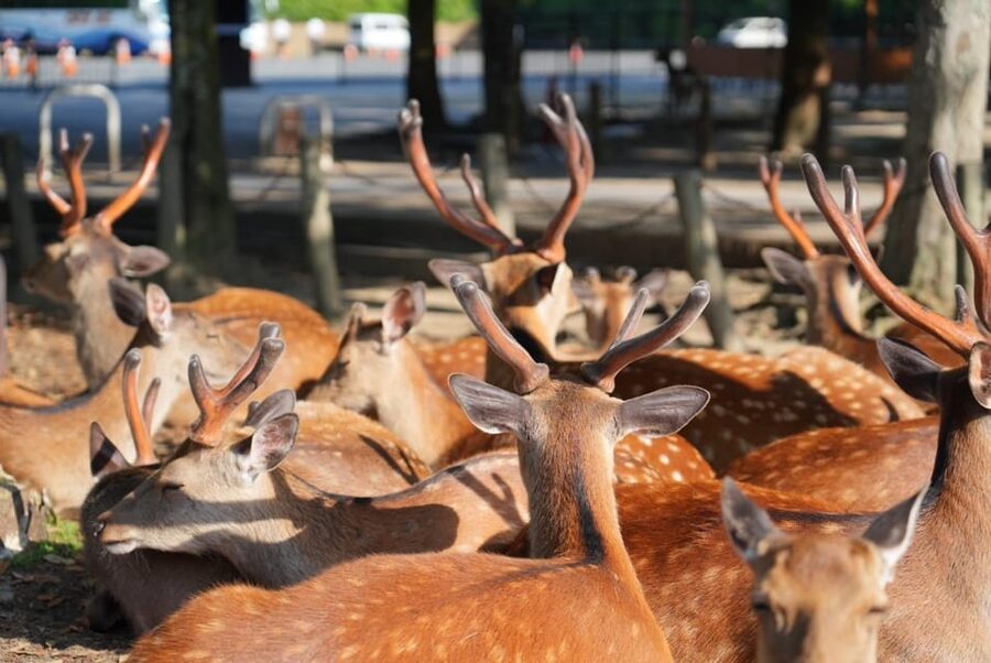Nara Early Bird Tour (Kyoto Departure Option Available) - Todaiji admission cost: The only real add-on you should plan for