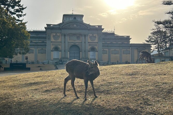 Nara Early Morning Tour (Kyoto or Osaka Departure Available) - Getting From Kyoto or Osaka, and What You Own on the Way Back
