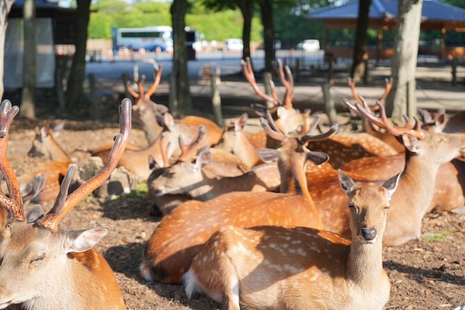 Nara Early Morning Tour (Kyoto or Osaka Departure Available) - Stop 1: Kofuku-ji Temple and the 710-Era Pagoda