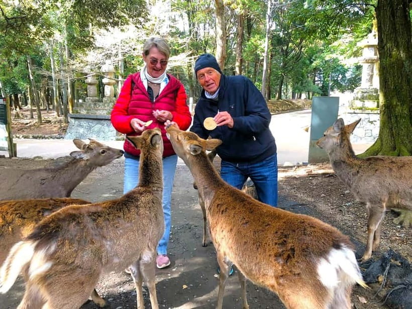 Nara: Great Buddha, Kasuga Shrine & Deer Park Tour - Quick highlights to know before you go