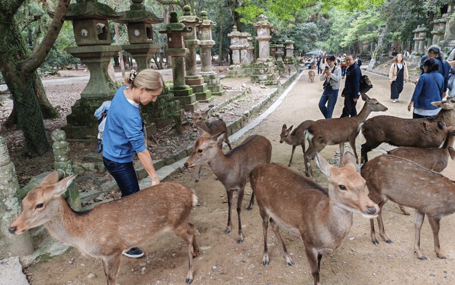 Nara: Great Buddha, Kasuga Shrine & Deer Park Tour - Kasuga Taisha: lantern-lined paths under a primeval forest