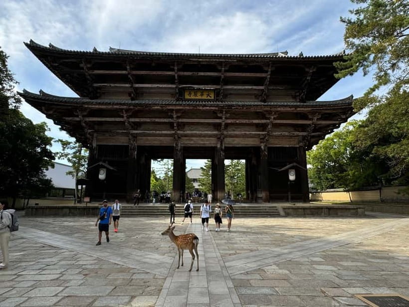 Nara: Great Buddha, Kasuga Shrine & Deer Park Tour - Should you book this Nara: Great Buddha, Kasuga Shrine & Deer Park Tour?