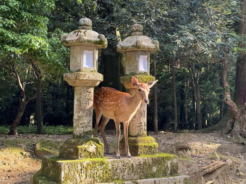 Nara: Great Buddha, Kasuga Shrine & Deer Park Tour - FAQ