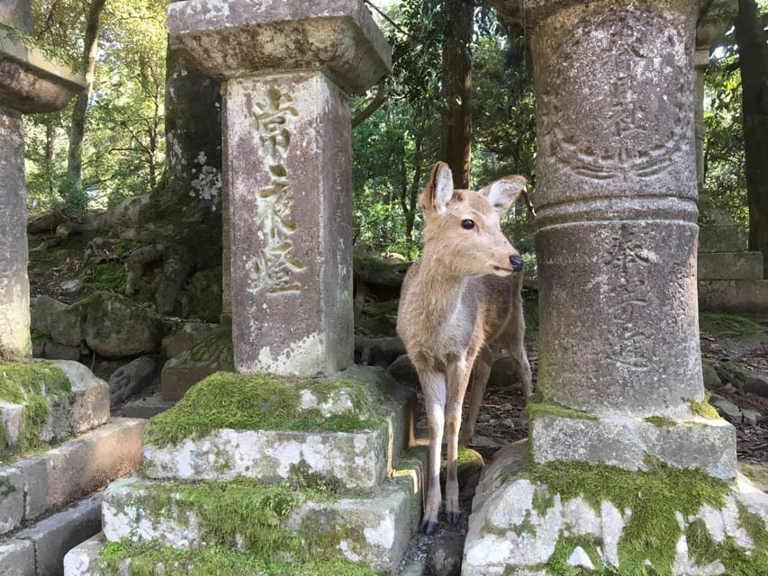 Nara: Half-Day Private Guided Tour - Kasuga Taisha and the Deer Forest Vibe