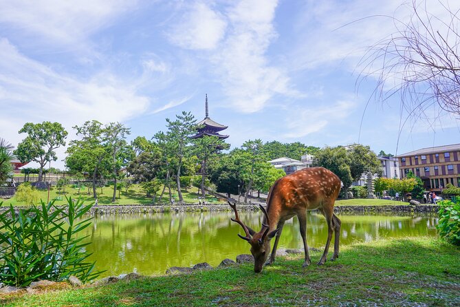 Nara Half Day Trip Walking Tour (Private Option Available) - A half-day Nara walk that hits the icons and the sidestreets