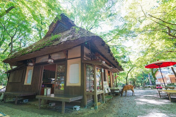 Nara Half Day Trip Walking Tour (Private Option Available) - Kasuga Taisha and Kasugayama: lanterns, forest spirit, and shrine meaning