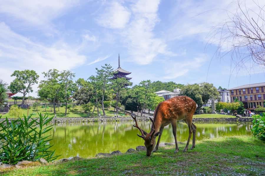 Nara: Half-Day UNESCO Heritage & Local Culture Walking Tour - The quiet in-between: old town streets, a mysterious pyramid-shaped spot, and views