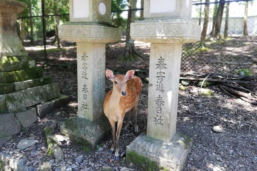 Nara: Half-Day UNESCO Heritage & Local Culture Walking Tour - Lunch with local Nara vegetables and fresh meat: what you need to know