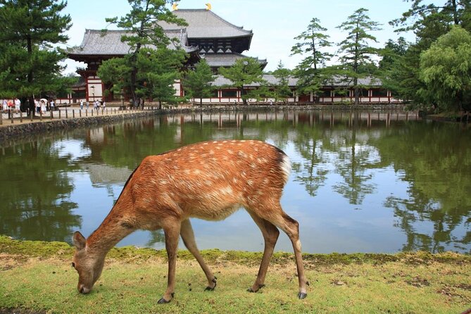 Nara - Highlights Bike Tour - Key things to know before you ride
