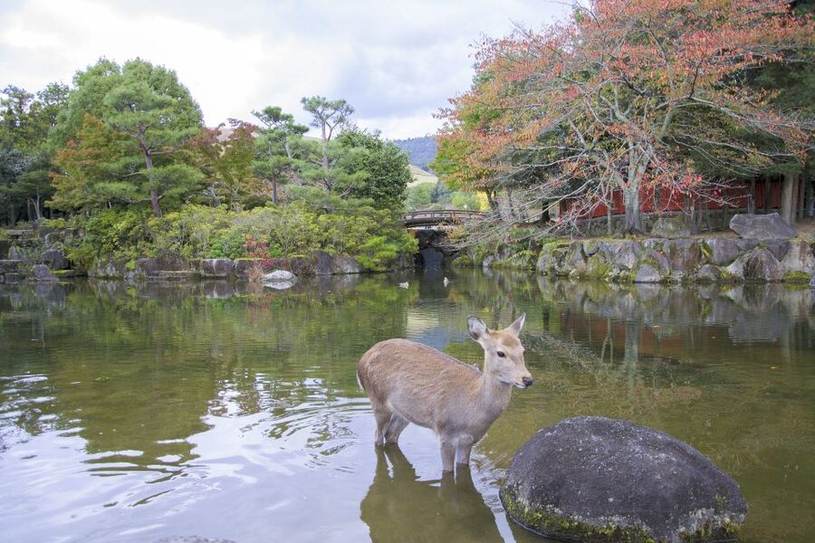 Nara Like a Local: Customized Guided Tour - Key things to know before you plan your Nara walk