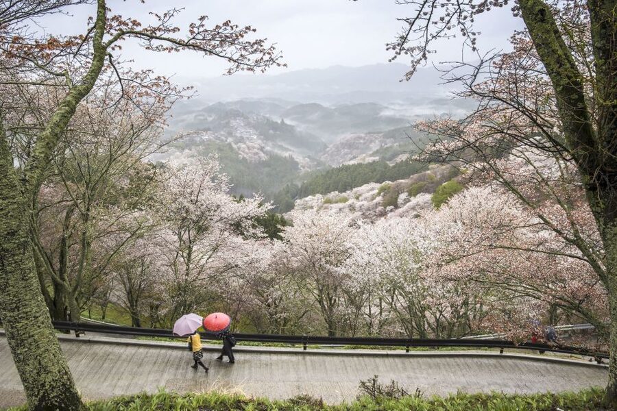 Nara Like a Local: Customized Guided Tour - Quiet neighborhoods, not just the famous photo points