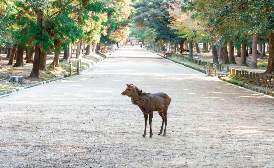 Nara: Private City Tour With A Local Guide - Key highlights to look for before you book