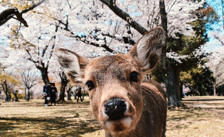 Nara: Private City Tour With A Local Guide - Todai-ji and the Great Buddha, Plus Nandaimon Gate Power