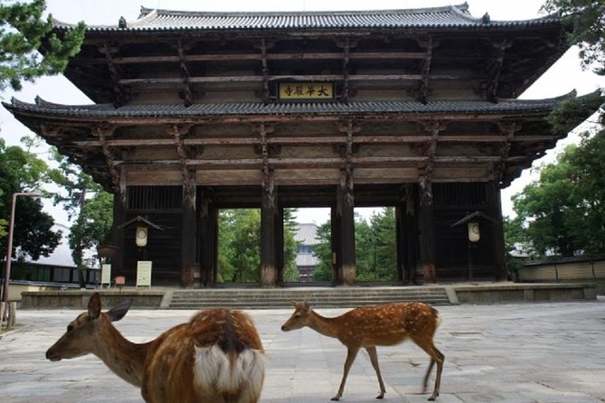 Nara Private Tour by Public Transportation from Osaka - Kasuga Grand Shrine: wisteria fame and sacred calm