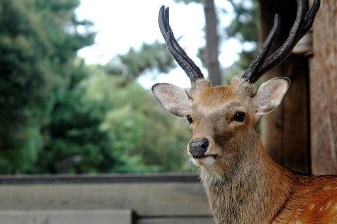 Nara Private Tour: Flexible Pickup from Kyoto, Osaka, or Nara - Nara’s best hits, built into a practical half-day plan