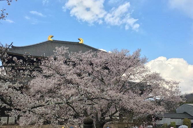Nara private tour (Shore excursion available from Osaka or Kobe port) - A private Nara day that actually saves time from Osaka or Kobe