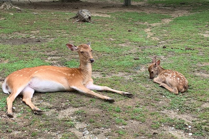 Nara private tour (Shore excursion available from Osaka or Kobe port) - Price and logistics: when $235 per person feels like value