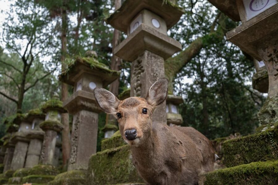 Nara: Todai-ji y parque de Nara (Spanish Guide) - Tamukeyama Hachimangu: a shorter shrine stop that keeps the momentum