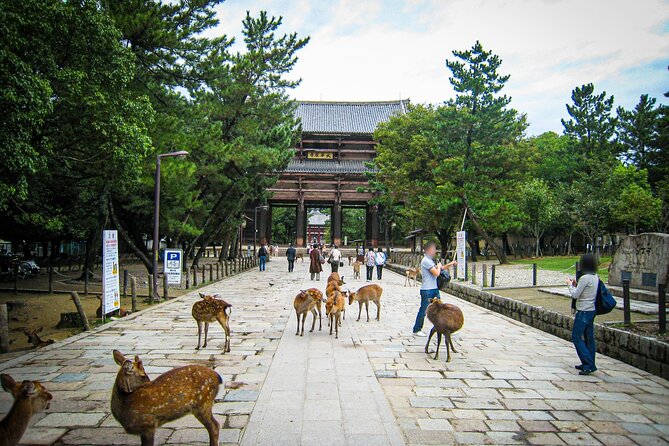 Nara World Heritage PRIVATE TOUR - Nara Park and the deer feeding moment