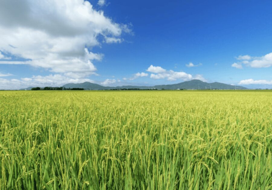 Niigata Private Custom Tour with Local Guide - Price and value: what you really get for $153 per person