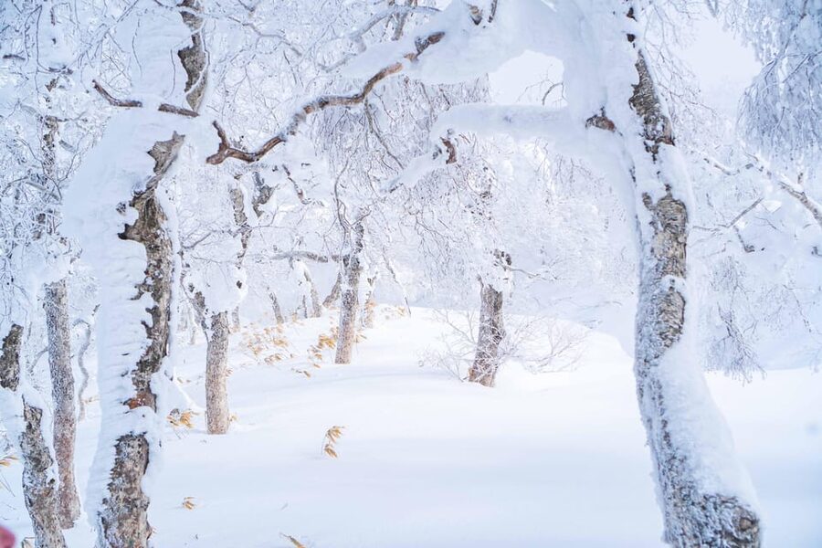 Noboribetsu: Orofure Pass Snowshoeing Tour - Who should book, and who should skip this tour