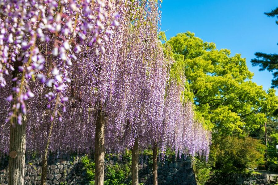Odawara: Odawara Castle Tenshukaku Entrance Ticket - Odawara Castle ticket basics: what’s included and what to plan
