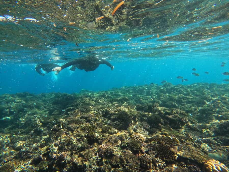 Okinawa: Blue Cave Private Snorkeling Tour with Guide - Key things I’d underline before you book