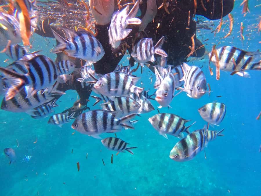 Okinawa: Blue Cave Private Snorkeling Tour with Guide - Pickup options, drive time, and how to plan your day