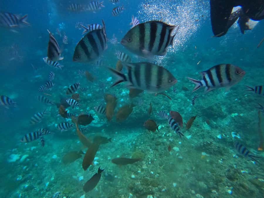 Okinawa: Blue Cave Private Snorkeling Tour with Guide - When the sea is rough, you still get a reef swim
