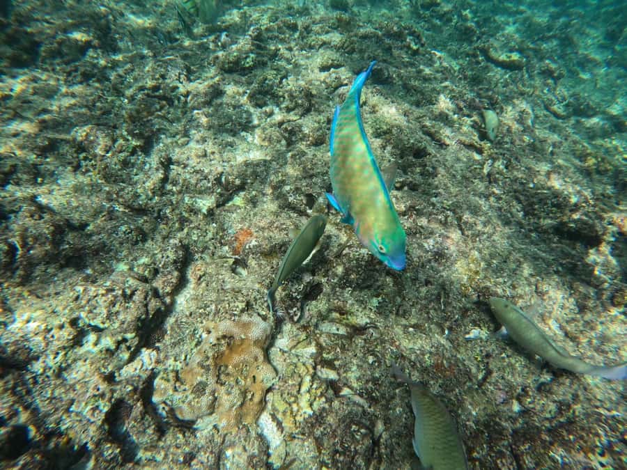 Okinawa: Blue Cave Private Snorkeling Tour with Guide - Who this private Blue Cave tour fits best