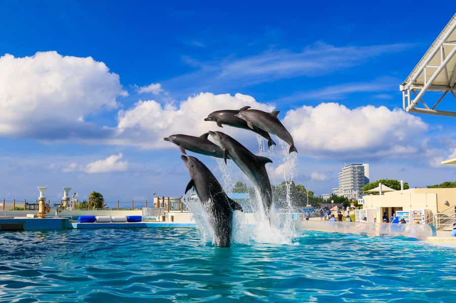 Okinawa: Bus Tour to Churaumi Aquarium with Sightseeing - Key points before you go