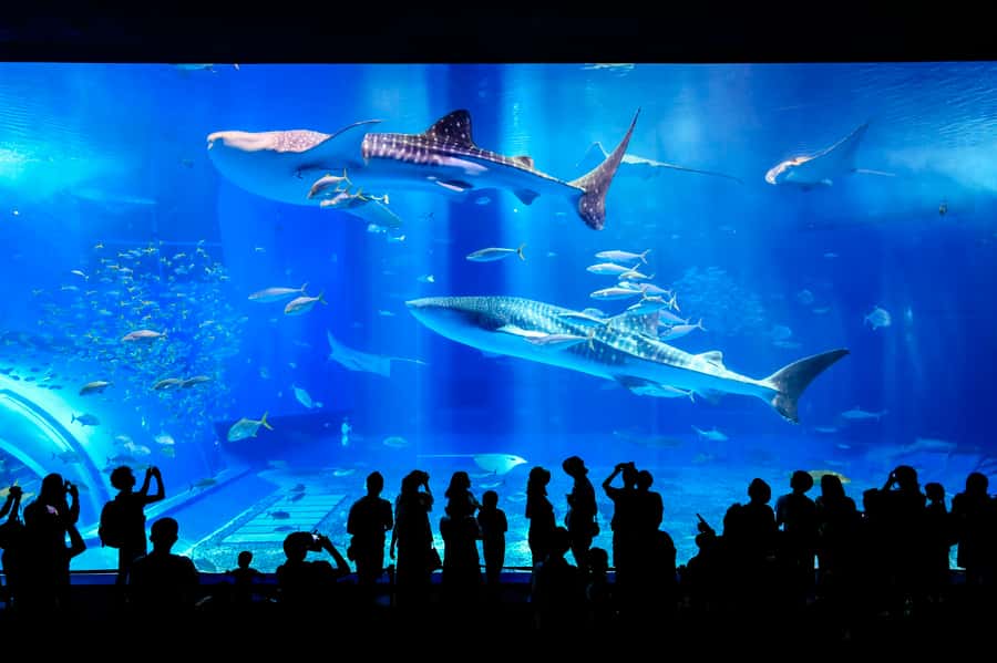 Okinawa: Bus Tour to Churaumi Aquarium with Sightseeing - One-day Okinawa Highlights, without needing a car