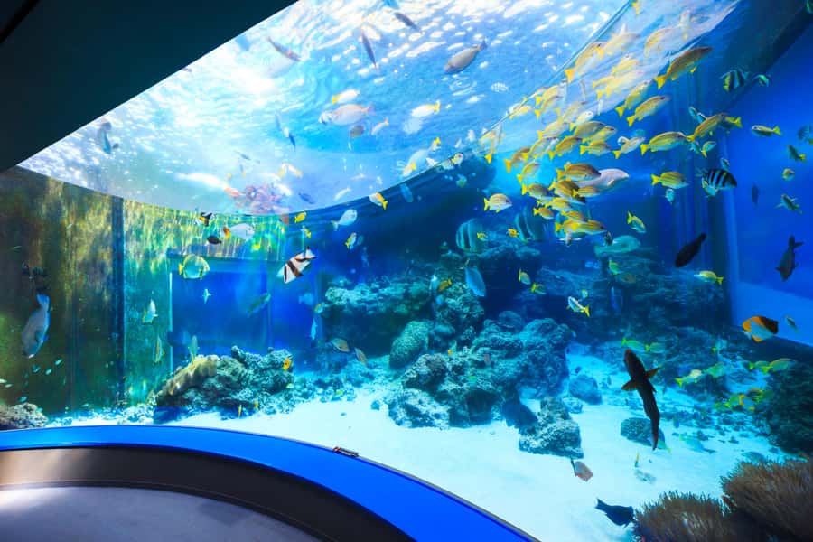 Okinawa: Bus Tour to Churaumi Aquarium with Sightseeing - Bise Fukugi Tree Road: the 17th-century windbreak walk