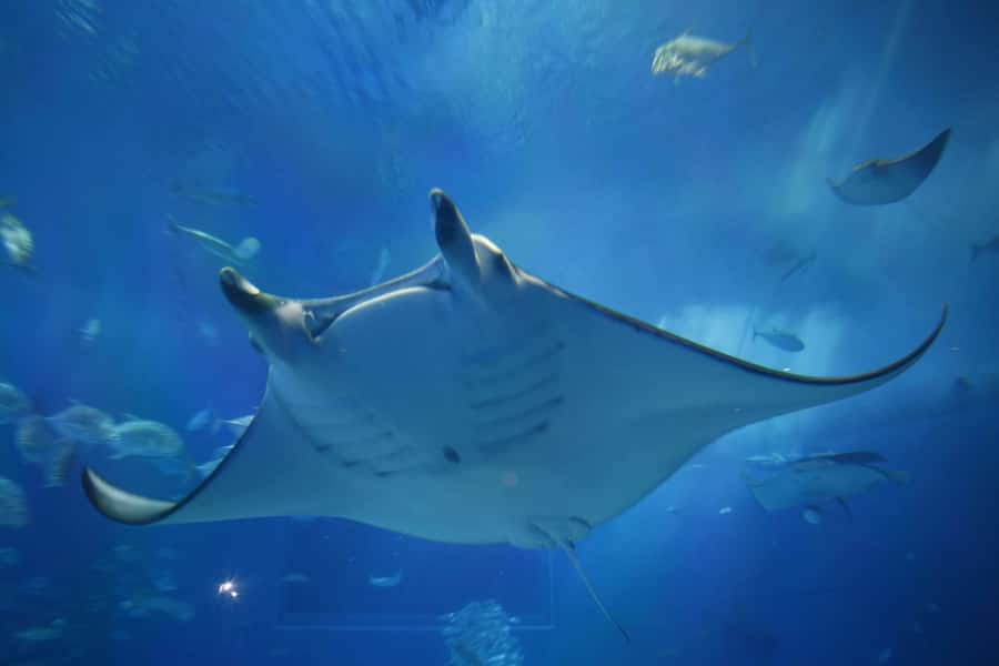Okinawa: Bus Tour to Churaumi Aquarium with Sightseeing - Mihama American Village: American-style shopping and sunset vibes
