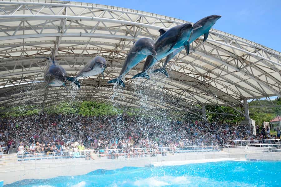 Okinawa: Bus Tour to Churaumi Aquarium with Sightseeing - Value and costs: what about $61 actually covers