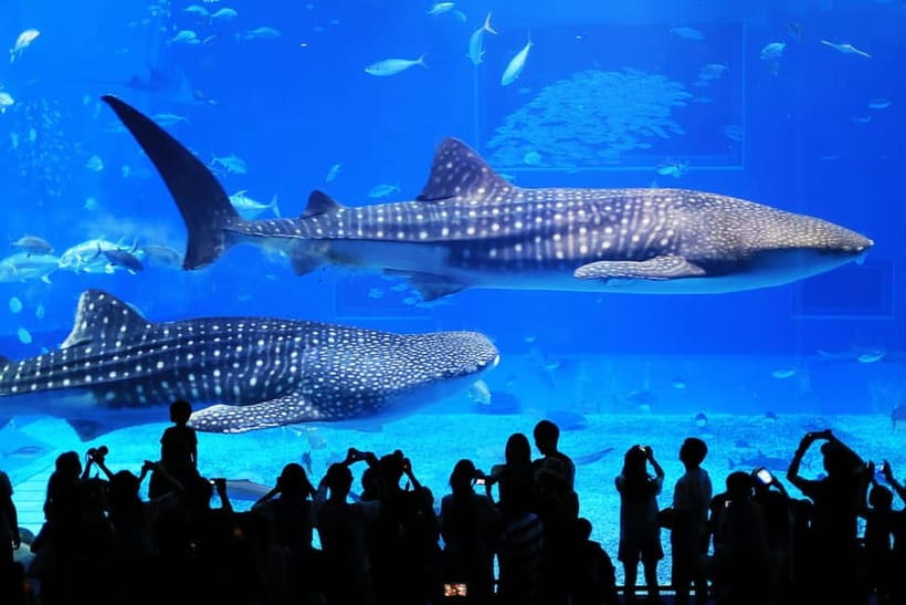 Okinawa: Churaumi Aquarium, Ryukyu Village & Manza Bus Tour - How the GPS audio tour really works on this bus