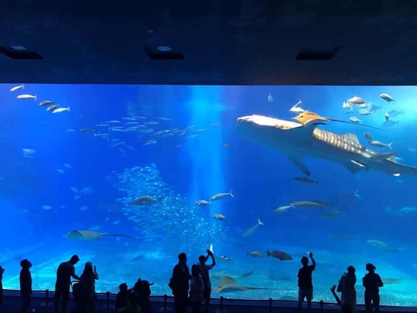 Okinawa: Churaumi Aquarium, Ryukyu Village & Manza Bus Tour - Price and value: what $50 buys you in real life