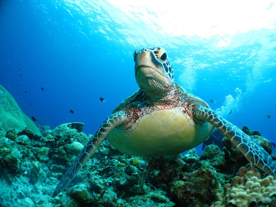 Okinawa: From Naha: Kerama Islands 1-day snorkeling tour - Should you book the Okinawa Kerama Islands 1-day snorkeling tour from Naha?