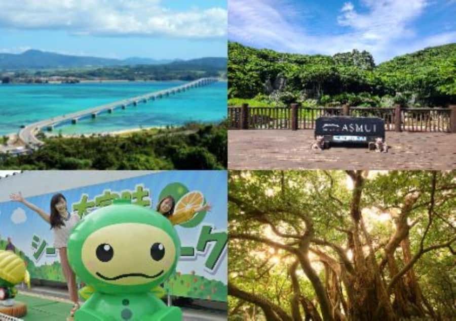 Okinawa: Full-Day Bus Tour to Yanbaru National Park - Daisekirinzan hike: tropical plants, rocks, and the Okinawa rail chance