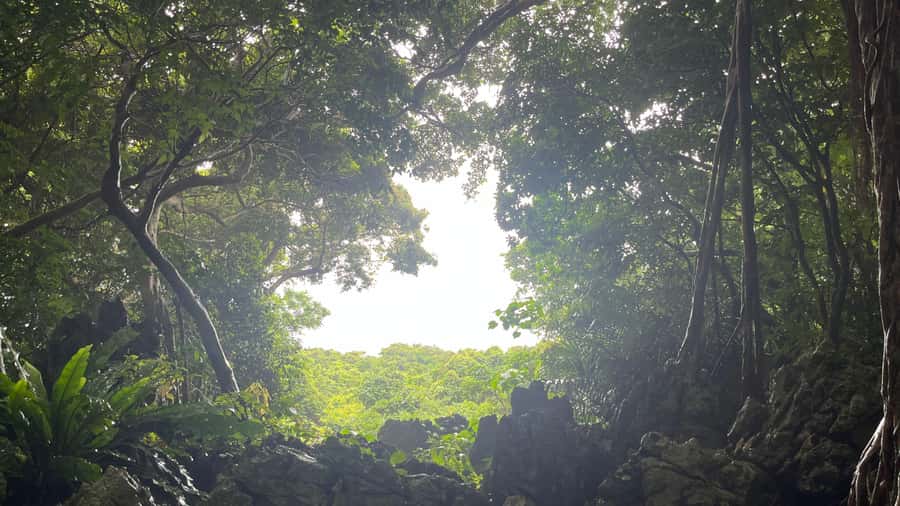 Okinawa: Full-Day Bus Tour to Yanbaru National Park - Lunch at Kunigami Minato Shokudo: tasty, but watch the time