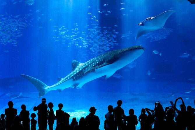Okinawa HIP-HOP BUS B - 1 Course Tour (Okinawa Churaumi Aquarium) - Key highlights you should know before you go