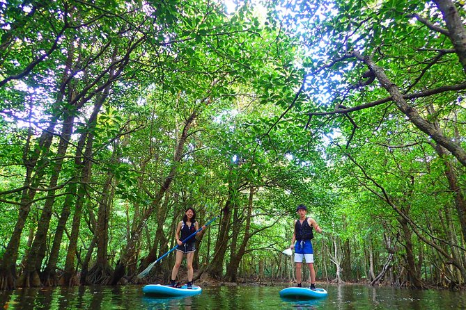 Okinawa Iriomote Mangrove SUP or Canoe Tour - SUP or Canoe: Which One Fits Your Style and Your Age?