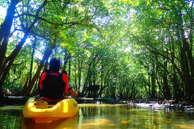 Okinawa Iriomote Mangrove SUP or Canoe Tour - Rainy Day Reality: Why a Little Wet Might Actually Be Better