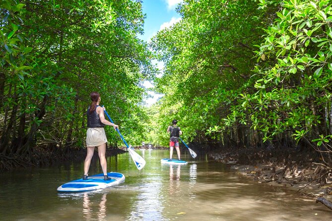 Okinawa Iriomote Mangrove SUP or Canoe Tour - Eco-Friendly Adventure, Small Group Feel, Big Nature Time